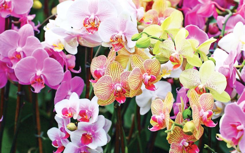 Những loại hoa đẹp và ý nghĩa để chưng ngày tết (Phần 2)