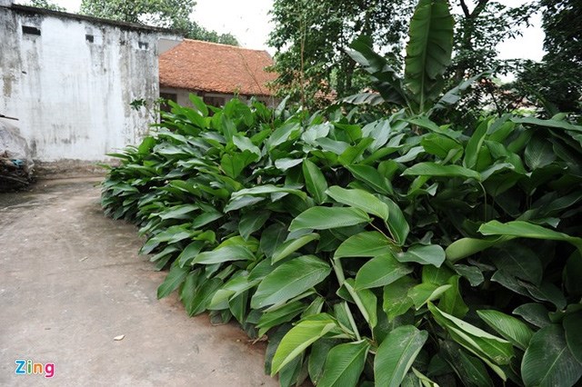 dong rừng