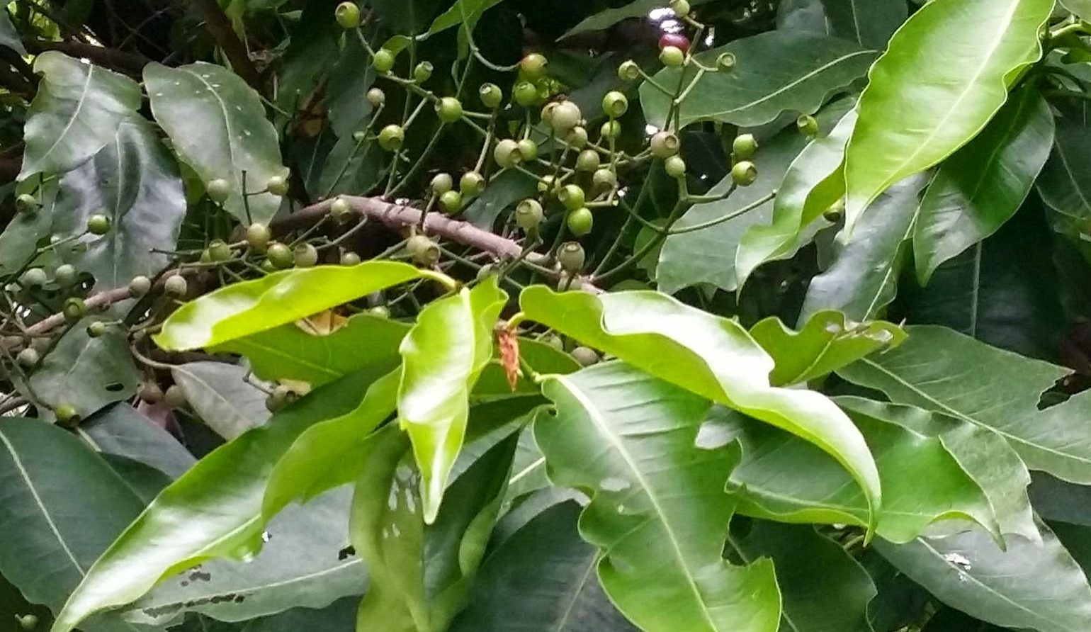 Cây vối – kháng sinh tự nhiên điều trị hữu hiệu 9 loại bệnh thường gặp