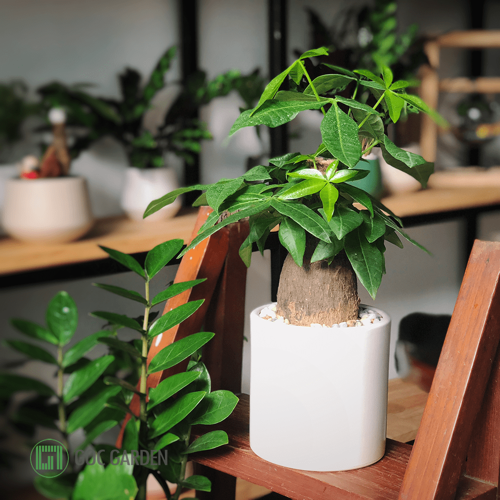Cách trồng và chăm sóc cây kim ngân