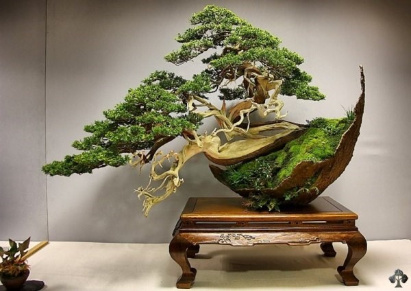 Cách để tự trồng một cây Bonsai