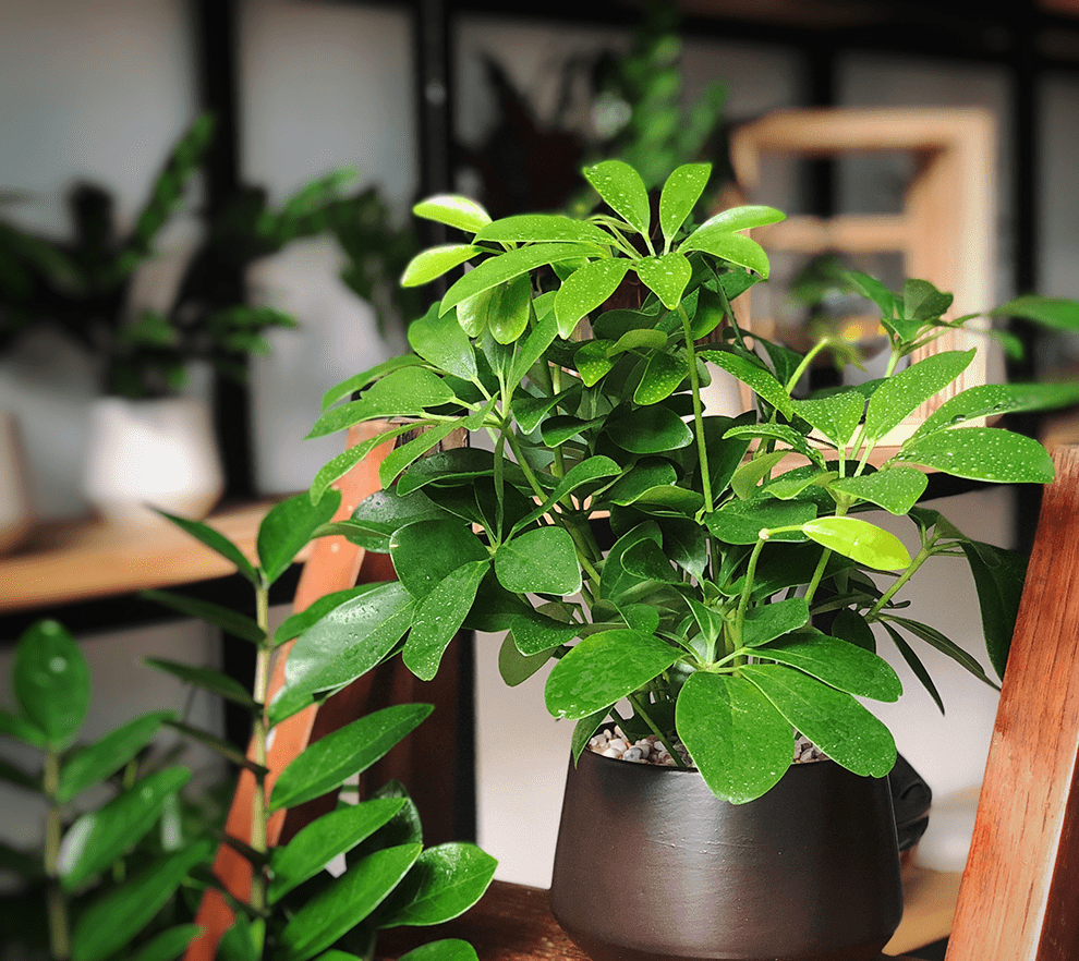 10 Loài cây giúp đuổi muỗi tự nhiên (Phần 1)