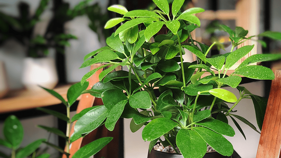 10 Loài cây giúp đuổi muỗi tự nhiên (Phần 1)
