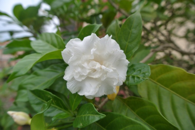 lài tây