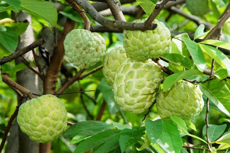 mãng cầu | na