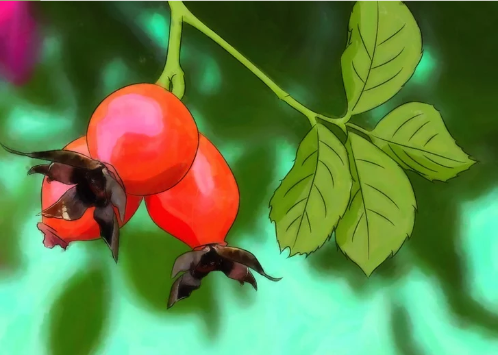Cách trồng hoa hồng từ hạt