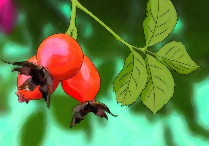 Cách trồng hoa hồng từ hạt
