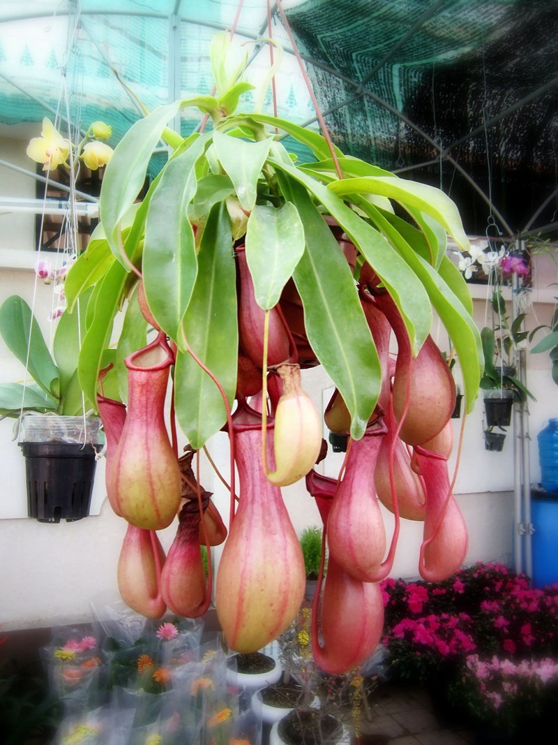 nắp ấm