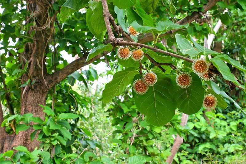 gáo