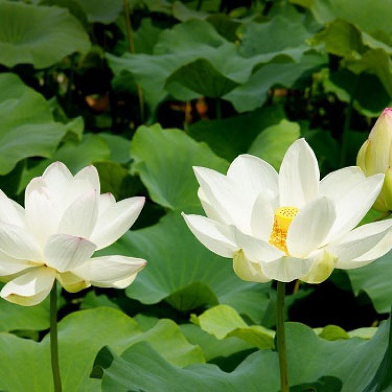sen trắng