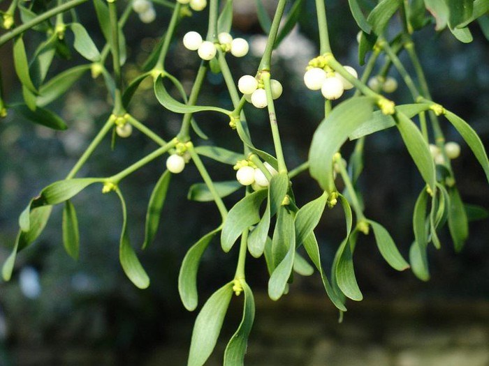 tầm gửi
