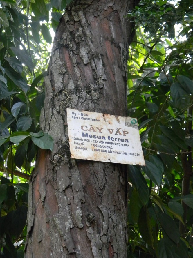 vấp
