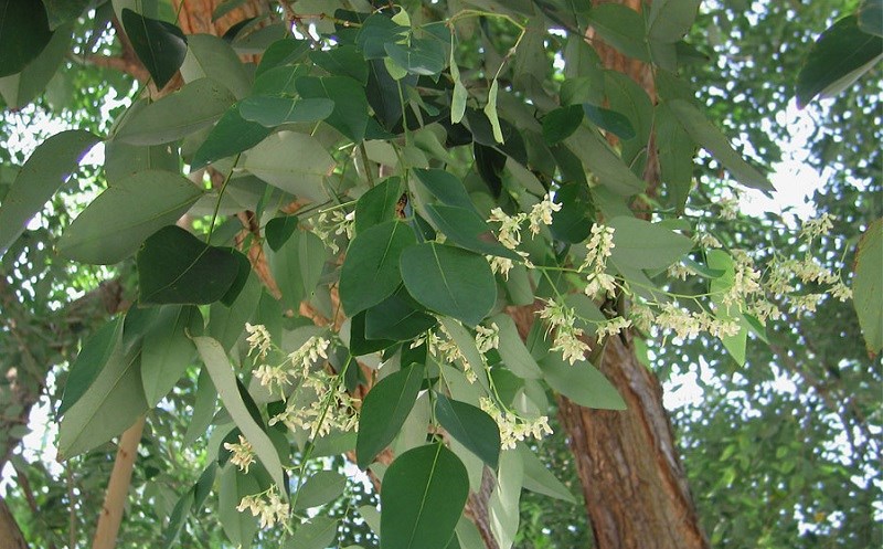 trắc