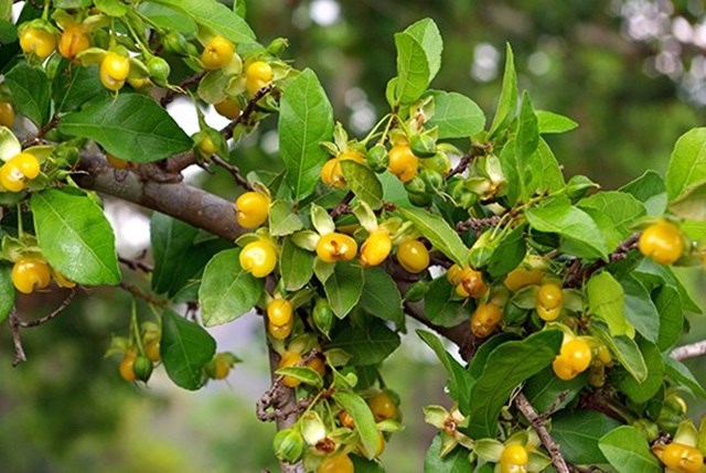 duối nhám
