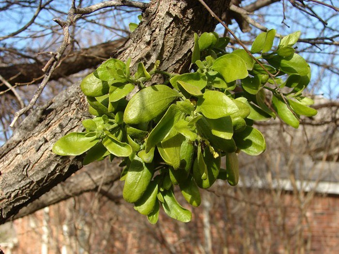 tầm gửi