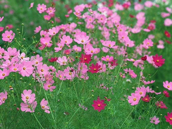 hoa cosmos