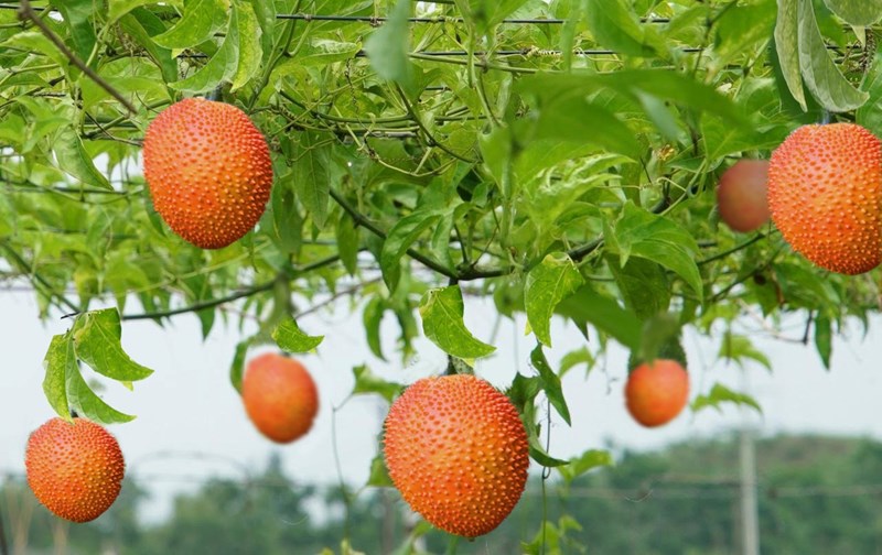 gấc