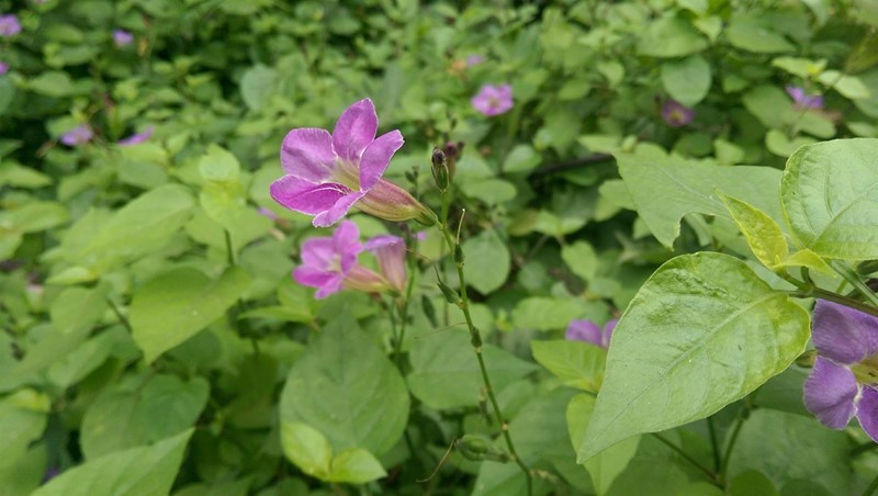 biến hoa sông hằng