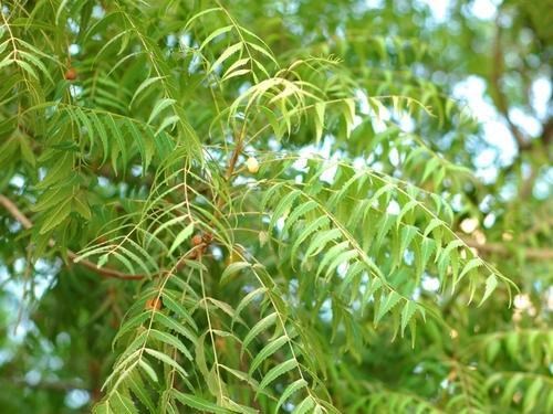 xoan chịu hạn | sầu đâu