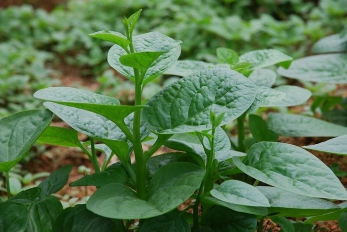 mồng tơi