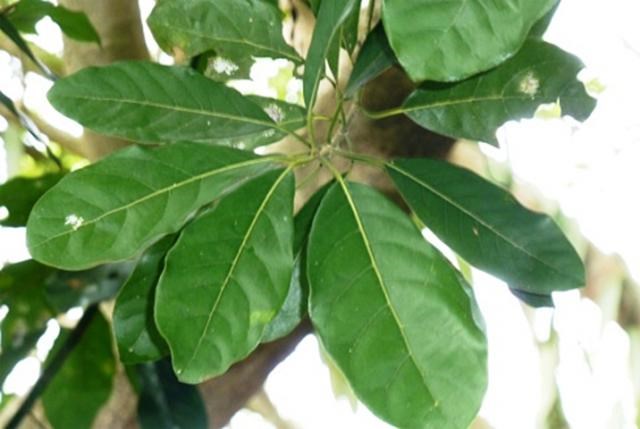 bời lời