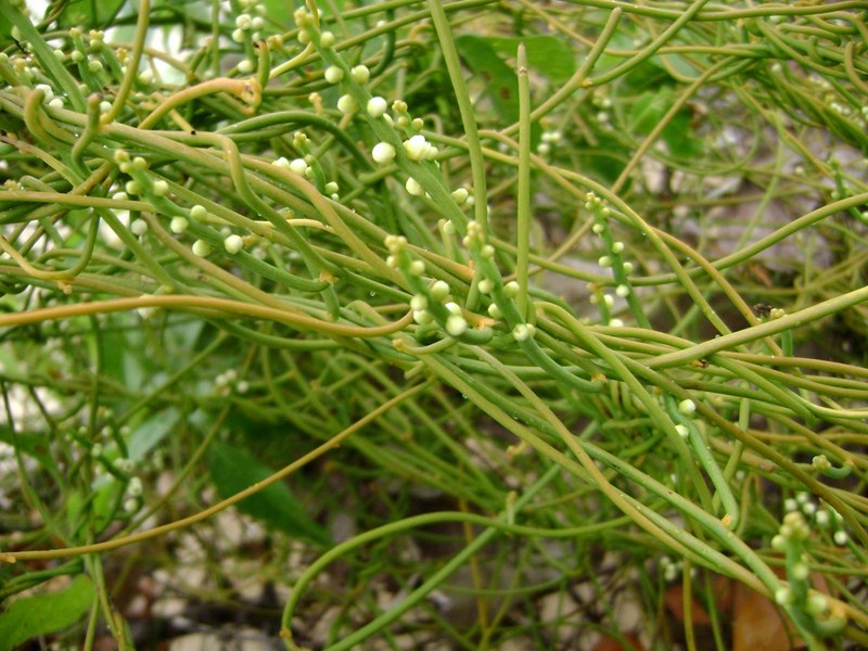 tơ hồng