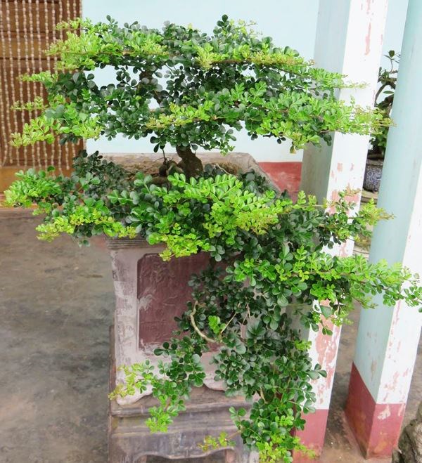 cần thăng