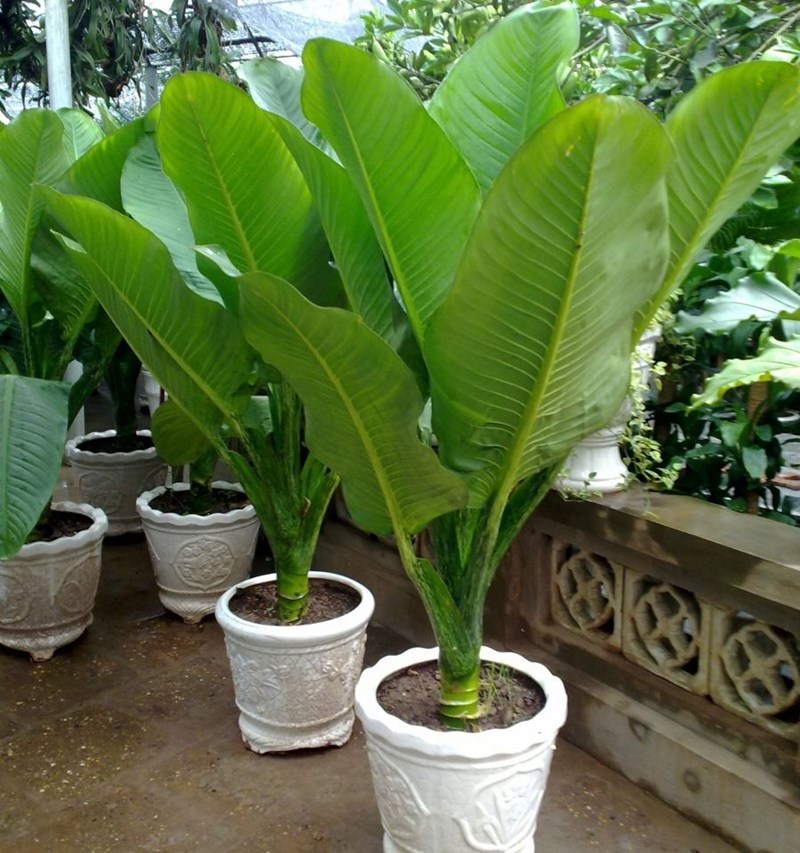 đại phú gia