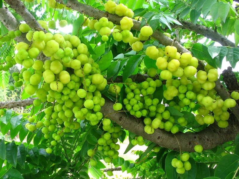 chùm ruột