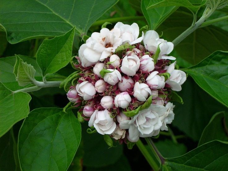 ngọc nữ thơm | mò thơm