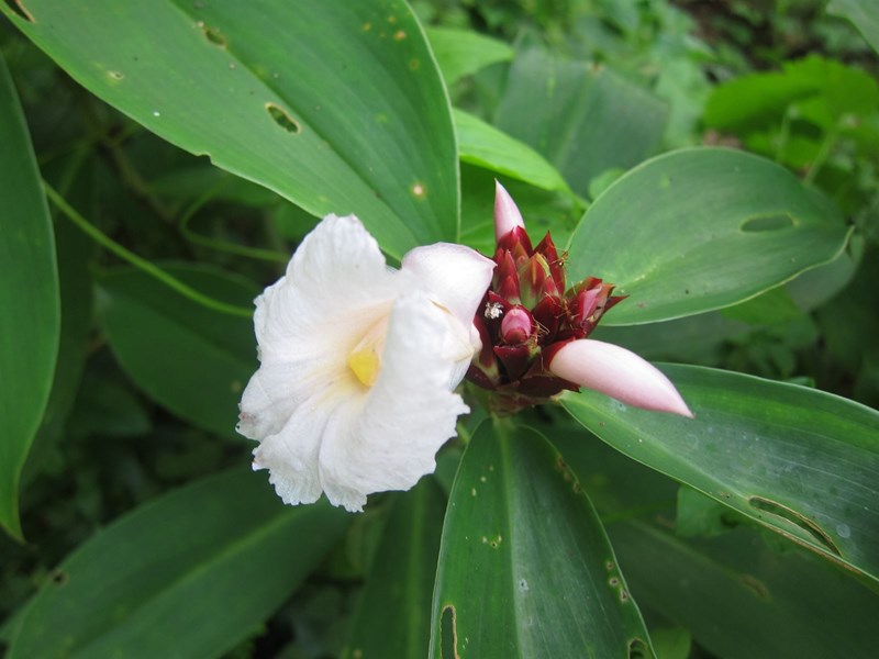 sẹ vòng
