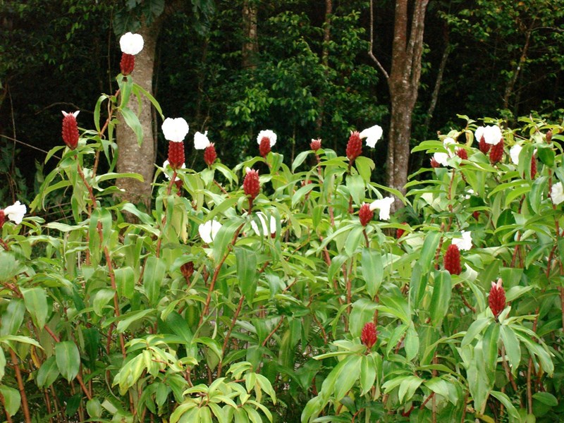 sẹ vòng