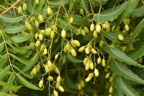 xoan chịu hạn | sầu đâu