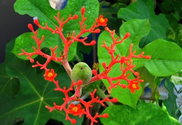 ngô đồng cảnh