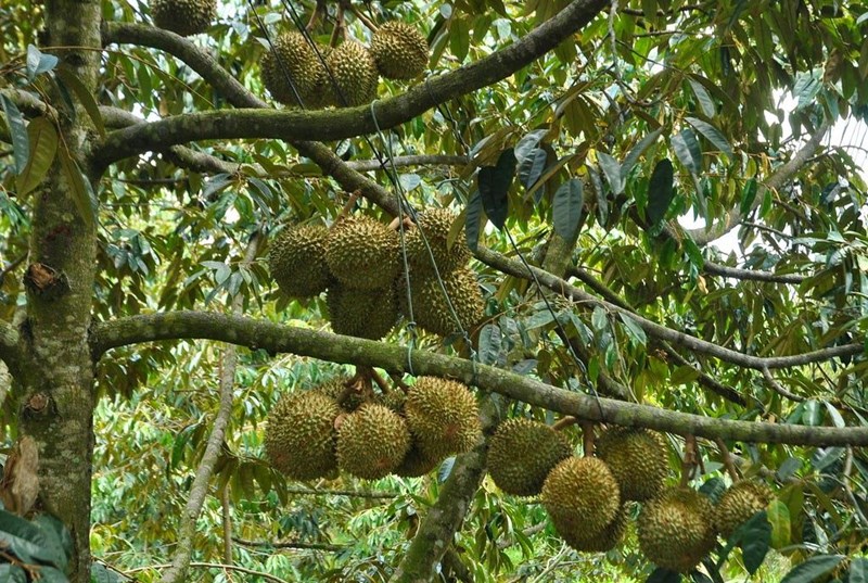sầu riêng