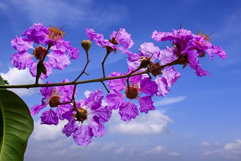 bằng lăng tím