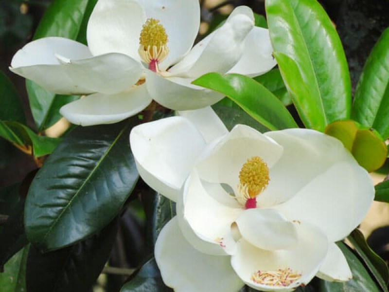 dạ hợp