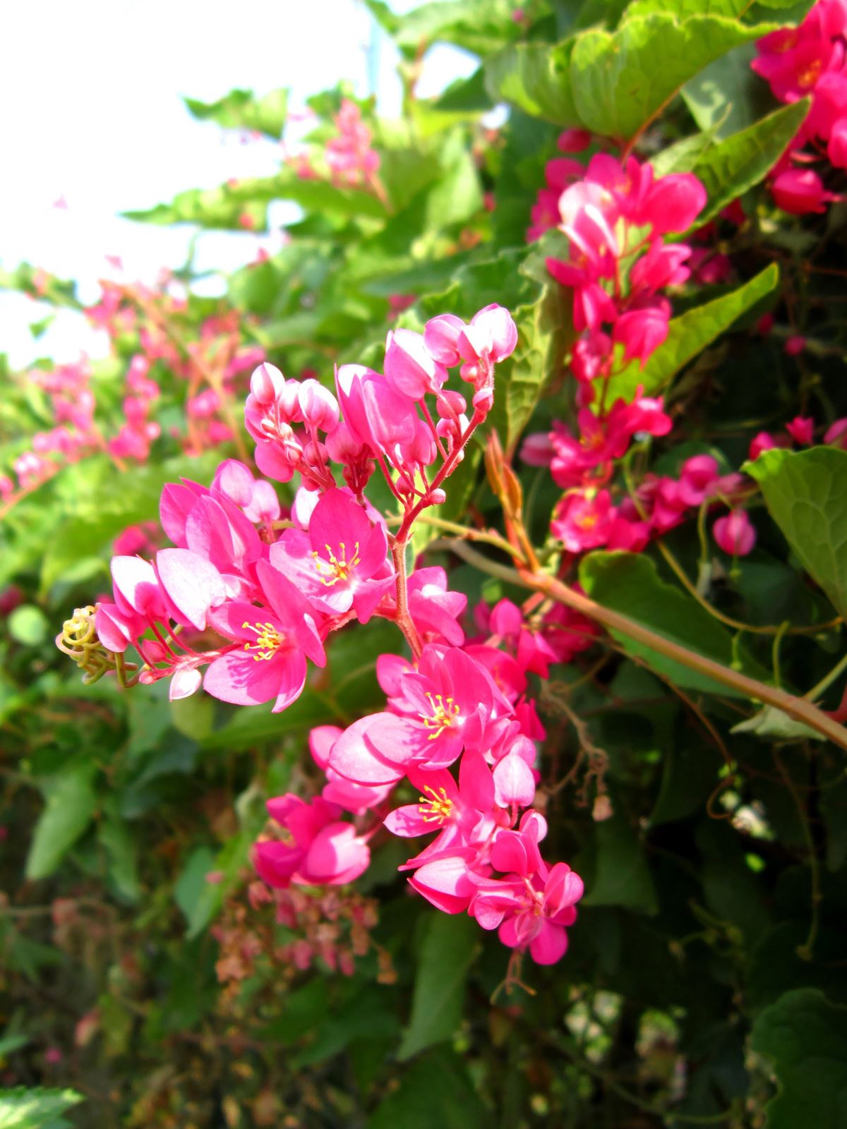 Hồng thắm sắc hoa Tigon