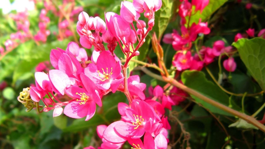 Hồng thắm sắc hoa Tigon