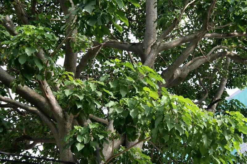 ngô đồng