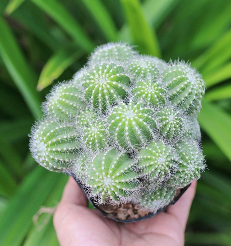 xương rồng khế