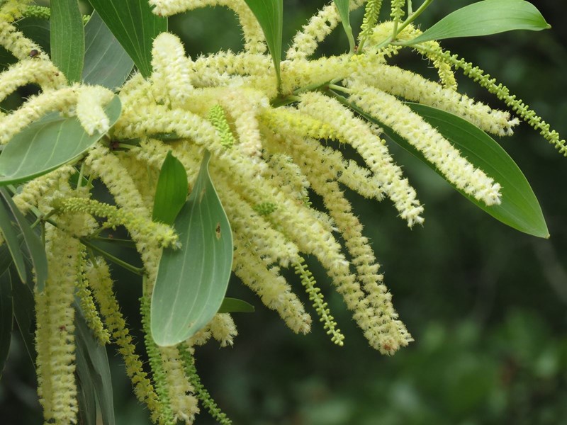 keo tai tượng | keo lá to