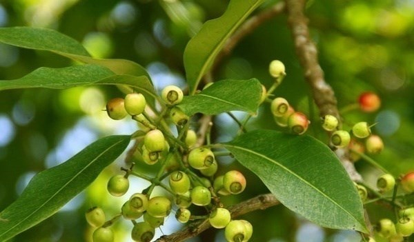 vối