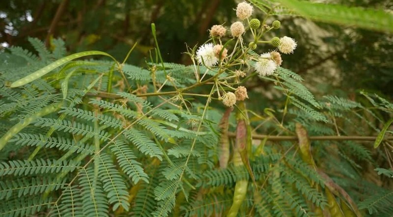 keo dậu | bình linh