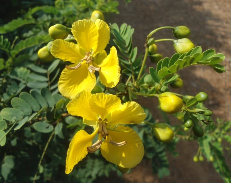 muồng đen