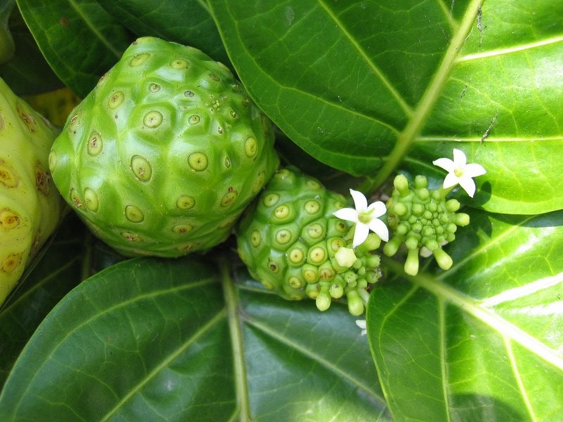 nhàu | ngao