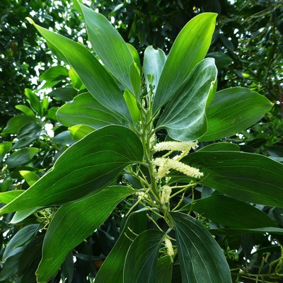 keo tai tượng | keo lá to
