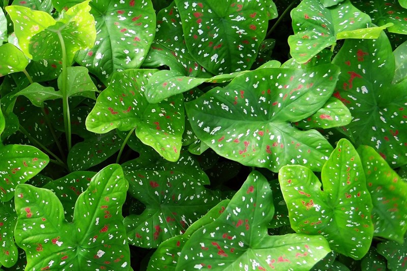 môn đốm
