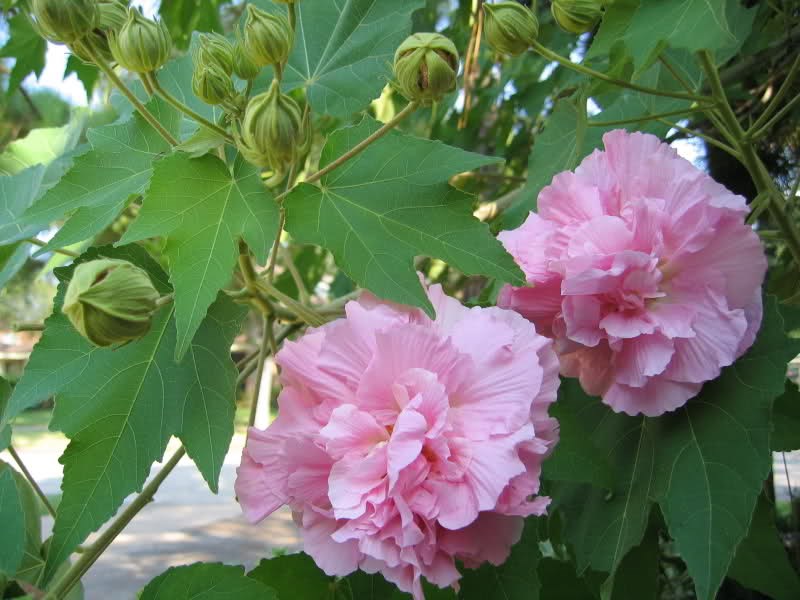 phù dung
