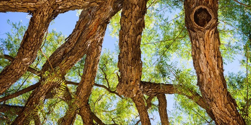 cẩm lai